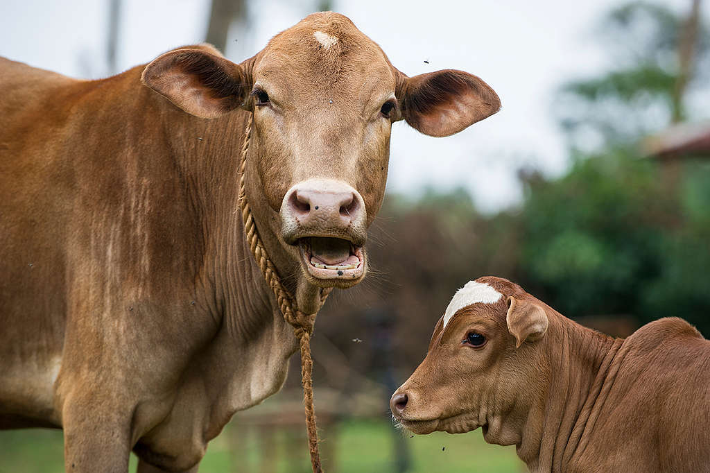 Cattle in an Ecological Farm in Kenya. © Cheryl-Samantha Owen / Greenpeace