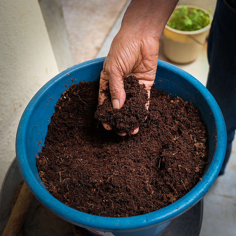 Cinco tips para empezar tu composta - Greenpeace México