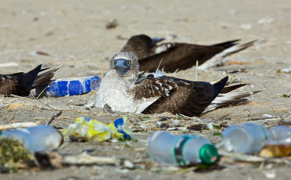 Plásticos en la playa. Ave rodeada de botellas.