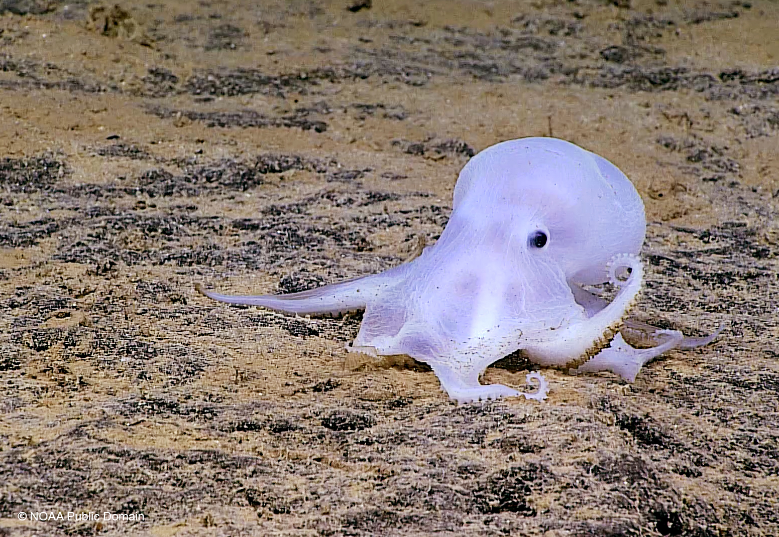 Los animales más extraños que habitan en el océano
