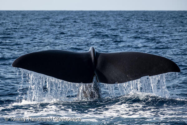 Sperm Whale in the Indian Ocean