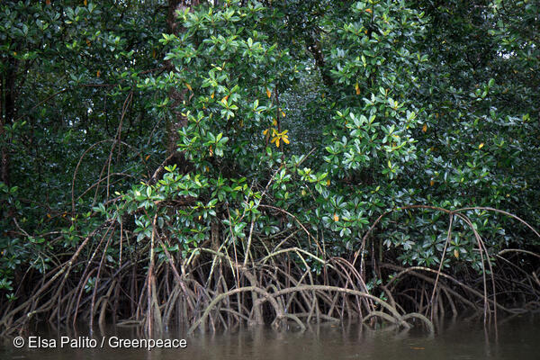 Mangrove Forest in French Guiana Mangrove Forest in French Guiana