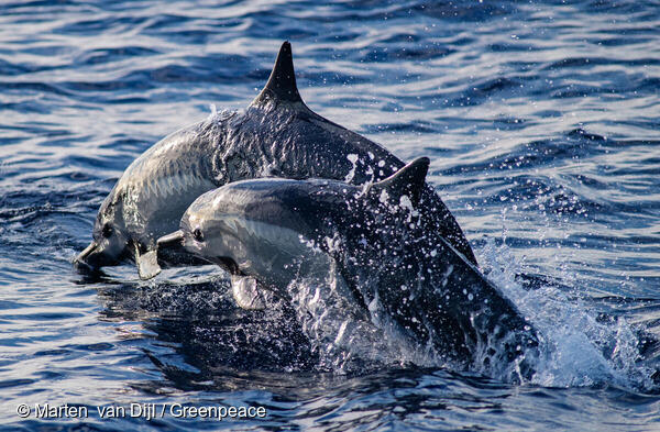 Spinner Dolphins in the Pacific Spinner Dolphins in the Pacific