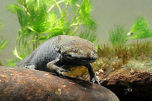 Fotografía de un ajolote