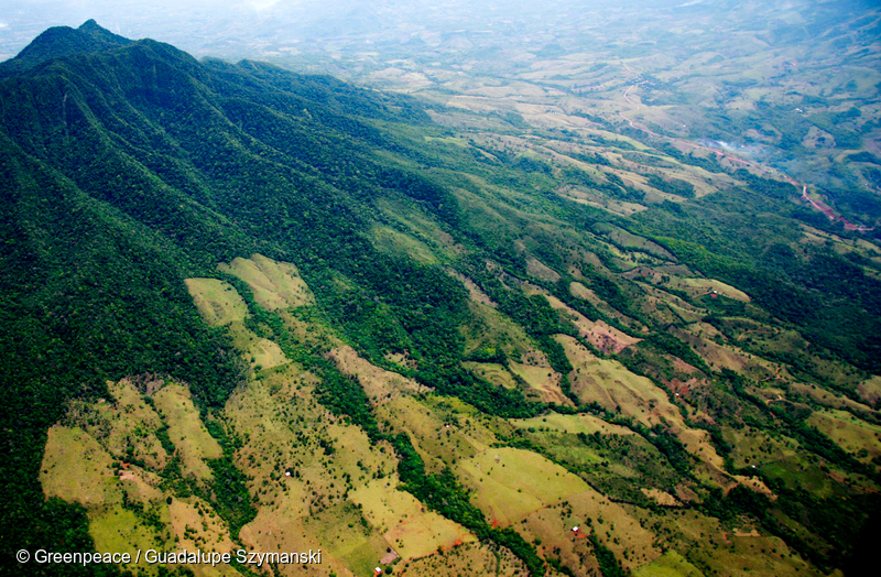 Foto aérea de bosque deforestado por ganadería