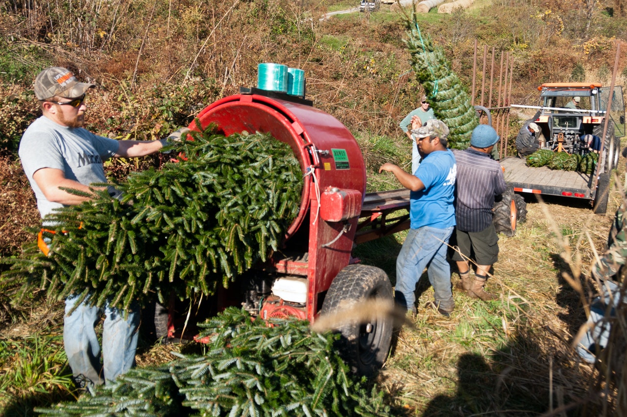 Personas empaquetando &aacute;rboles en un cultivo de &aacute;rboles de Navidad
