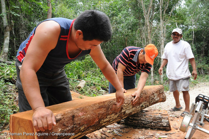 3 personas cortando madera y haciendo uso del manejo sustentable de bosque Maya en Betania, Quintana Roo
