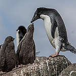 Adélie Penguins on Wide Open Island. © Tomás Munita / Greenpeace