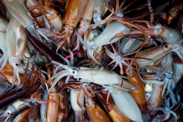 Descarga de calamares en Corea del Sur