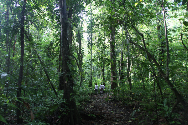 Mexican Rainforest