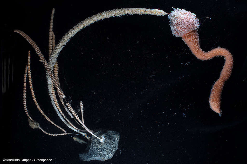 Candelabrum Collected In Antarctica