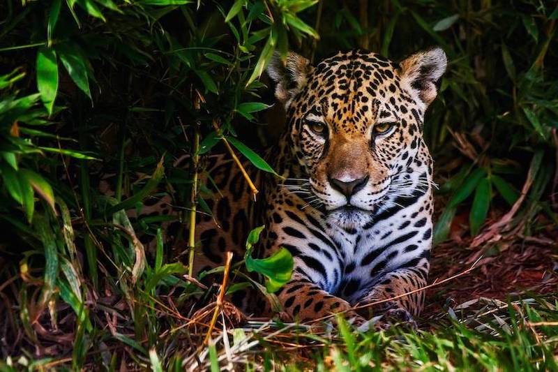 Selva Maya Jaguar Selva Maya Jaguar