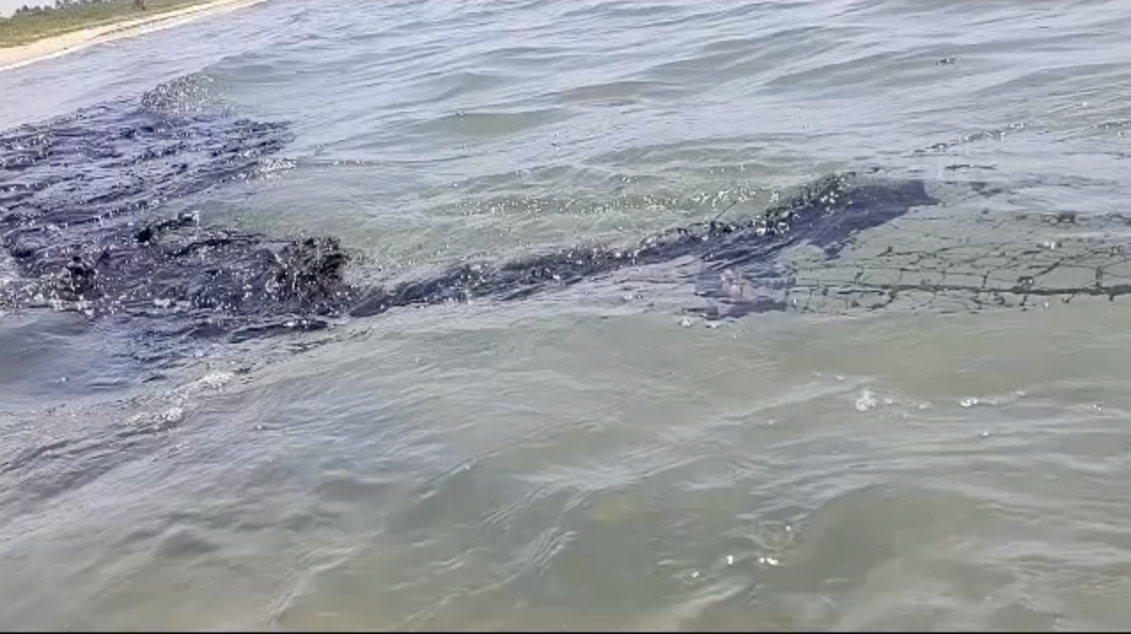 PEMEX se contradice y minimiza los impactos del derrame en el Golfo ...