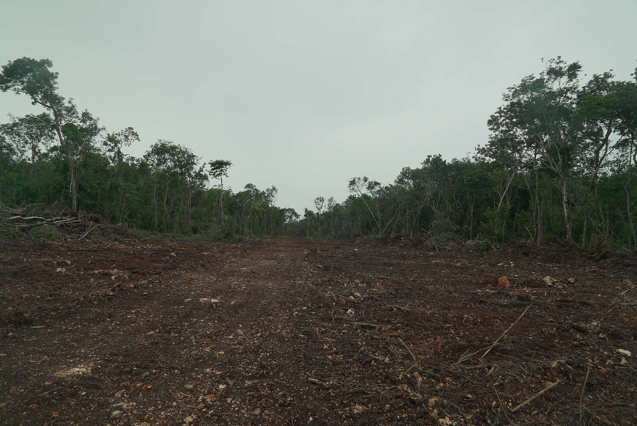 El tramo 6 del Tren Maya atraviesa la selva y con ella el hogar de cientos de especies que son desplazadas fuera de su hábitat natural, sin contar los miles de árboles que son deforestados para la construcción de las vías.