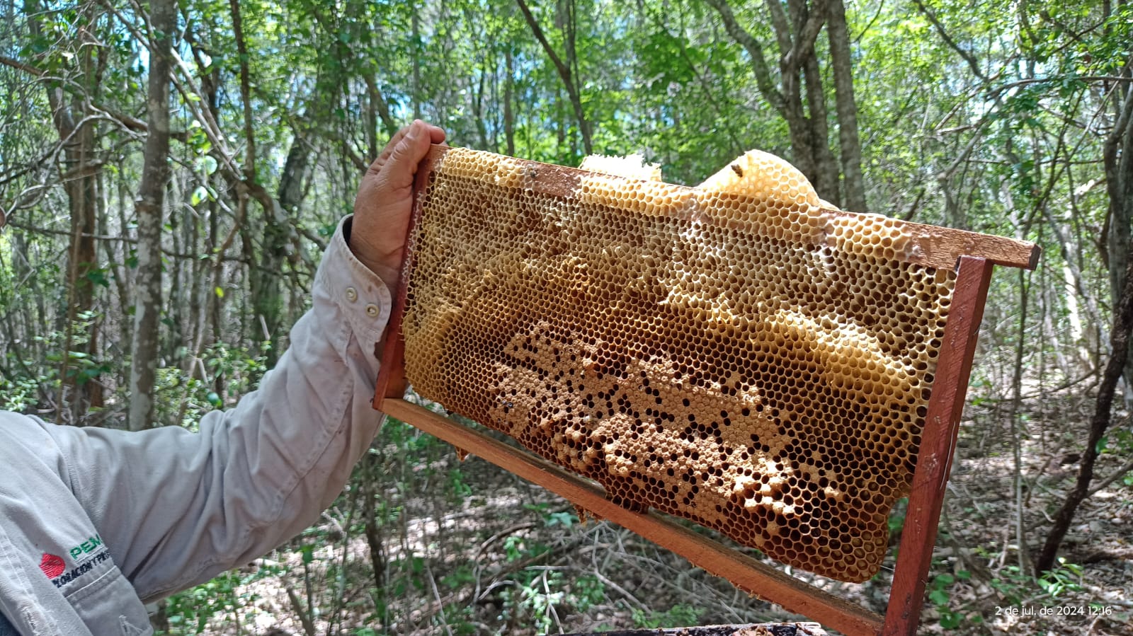 Panal sin abejas Ich Ek