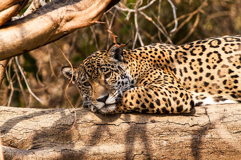 Jaguar en Pantanal, Brasil En 2020, los incendios a gran escala consumieron más del 20% de los humedales del Pantanal, en el medio oeste de Brasil. Jaguar en Pantanal, Brasil
En 2020, los incendios a gran escala consumieron más del 20% de los humedales del Pantanal, en el medio oeste de Brasil.