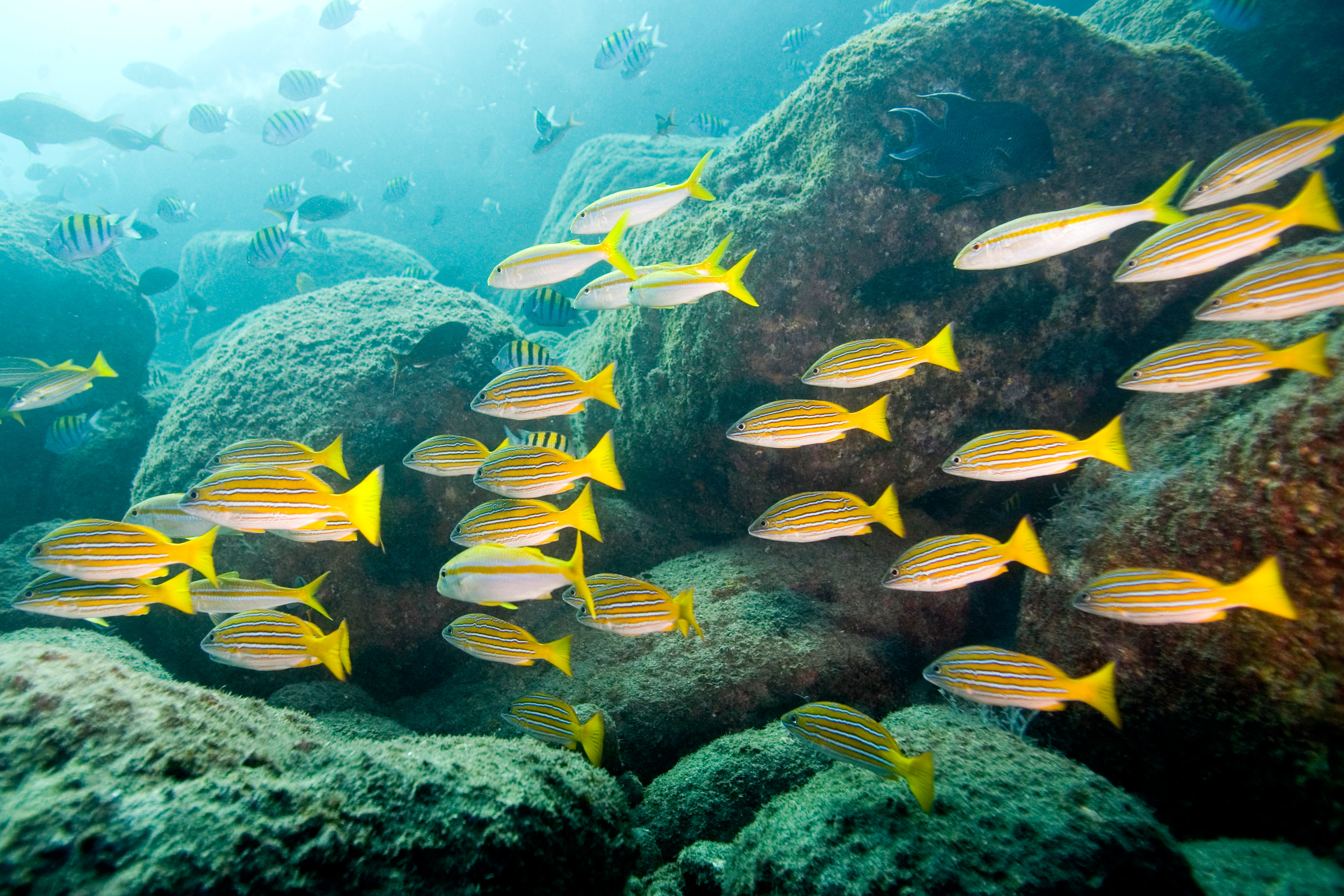 Banco de peces en la colonia de focas de Los Islotes.