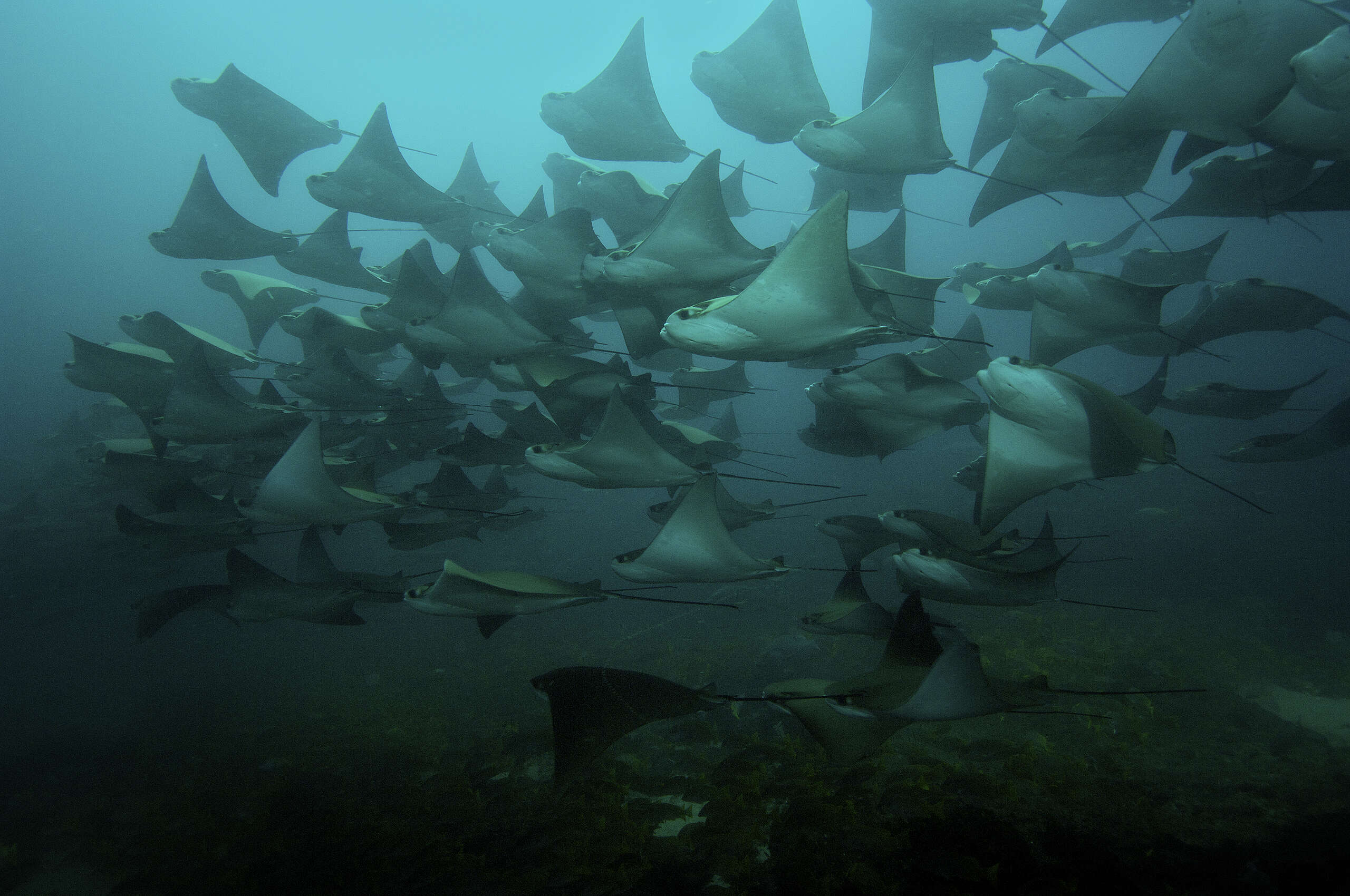 Fotografía submarina de un grupo de mantarrayas en Cabo Pulmo.