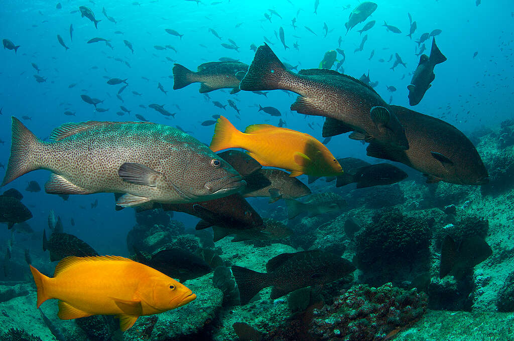 Peces en Cabo Pulmo.