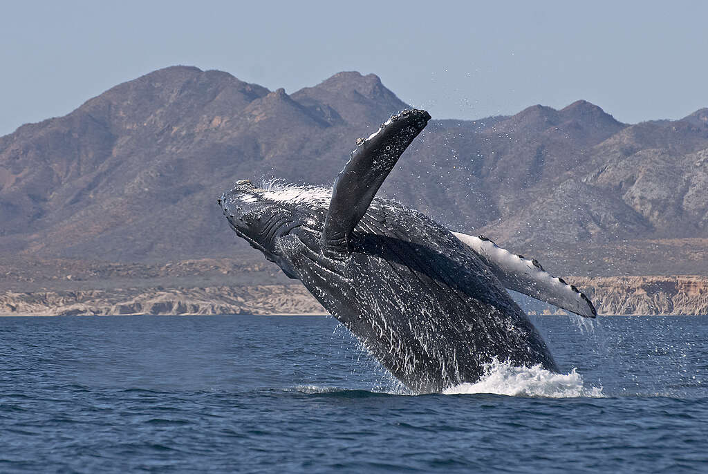 Ballena en Cabo Pulmo