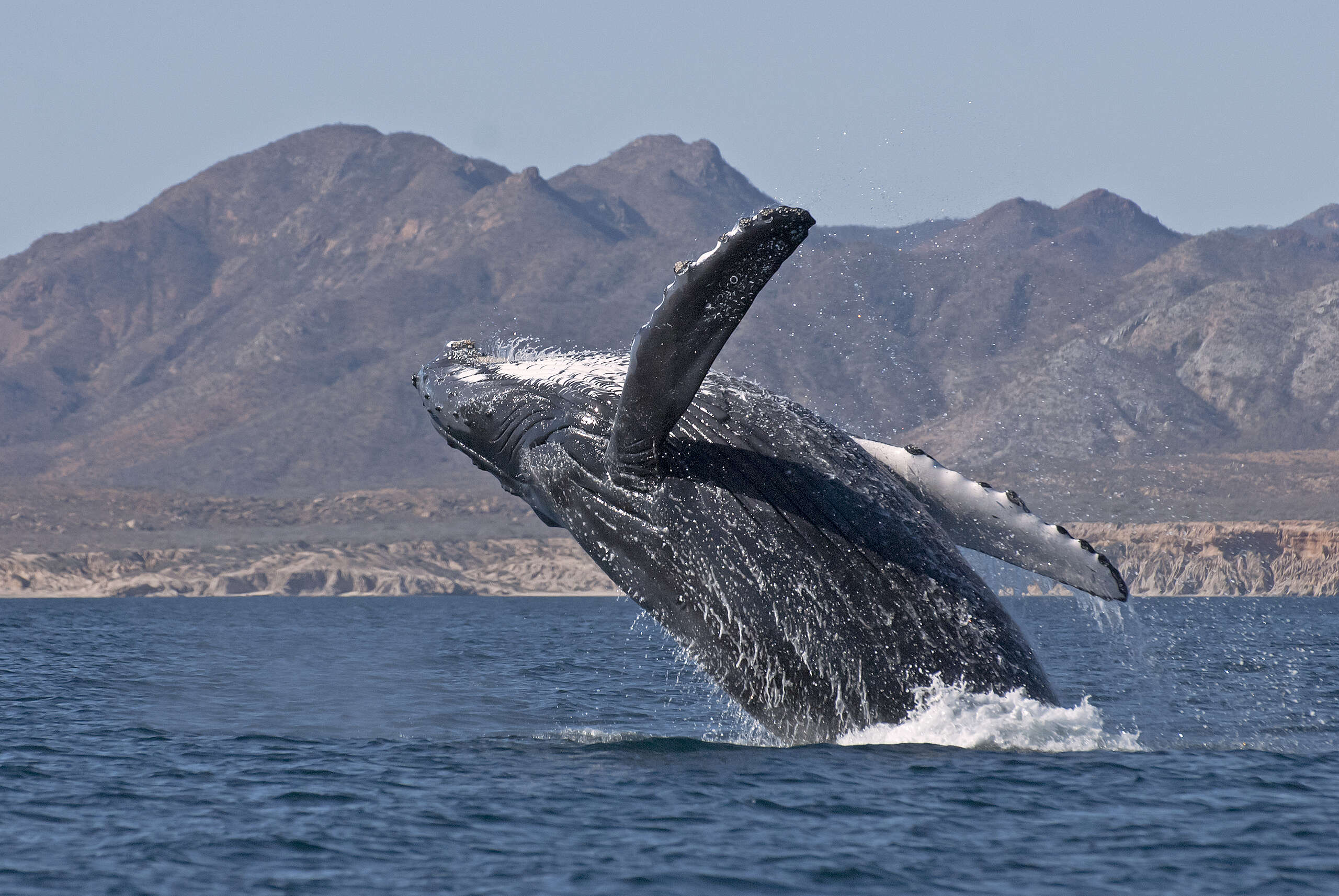 Cabo Pulmo: un tesoro natural en peligro.