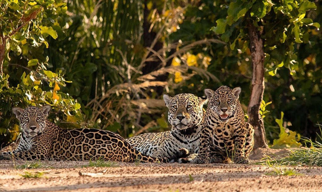 Jaguar (Pantera Onca) en el Pantanal de Mato Grosso, Brasil.