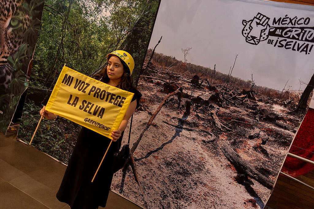 Premiere of Documentary "Voices of the Mayan Jungle: a Struggle for Life" in Mexico. © Gustavo Graf / Greenpeace Premiere of Documentary "Voices of the Mayan Jungle: a Struggle for Life" in Mexico. © Gustavo Graf / Greenpeace