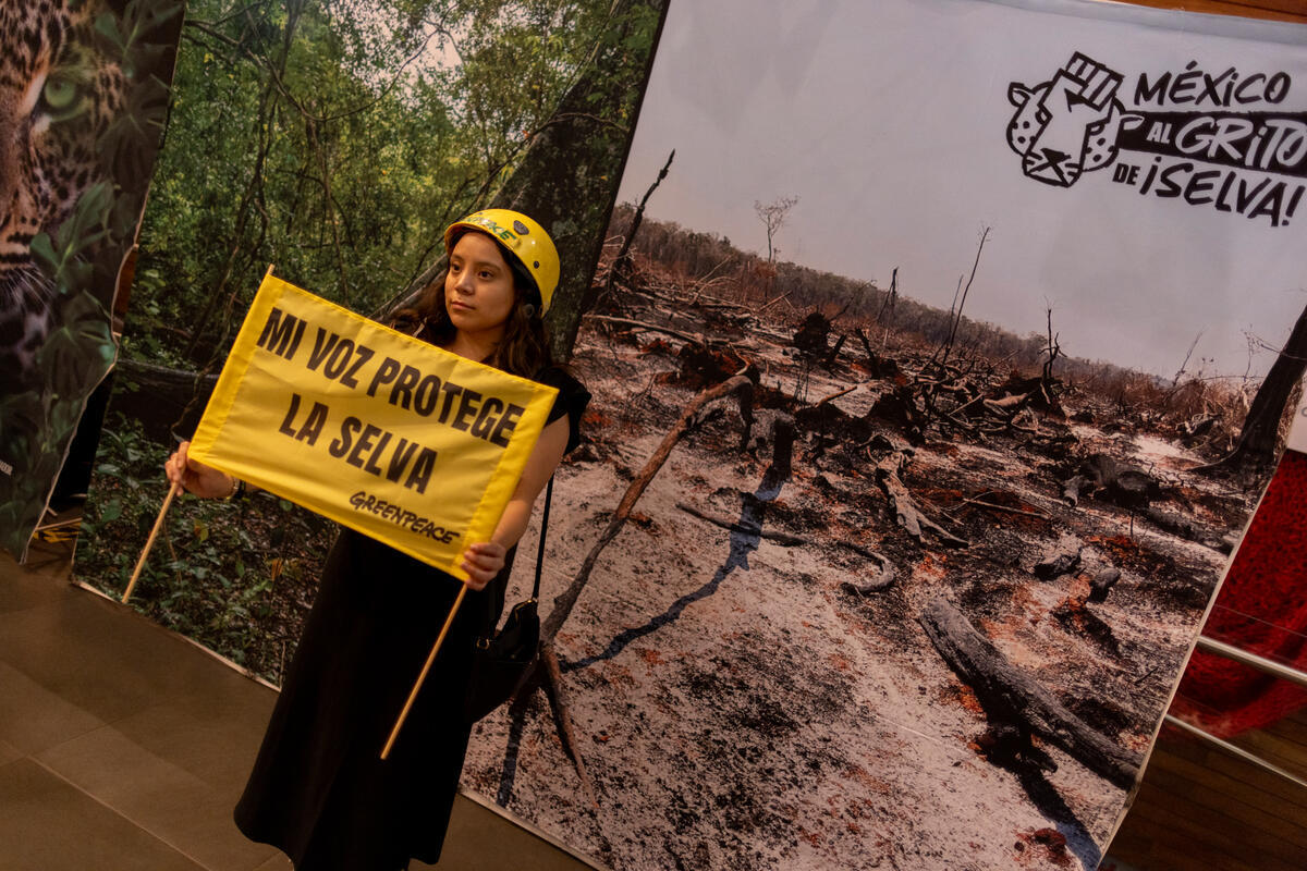 Premiere of Documentary "Voices of the Mayan Jungle: a Struggle for Life" in Mexico. © Gustavo Graf / Greenpeace
