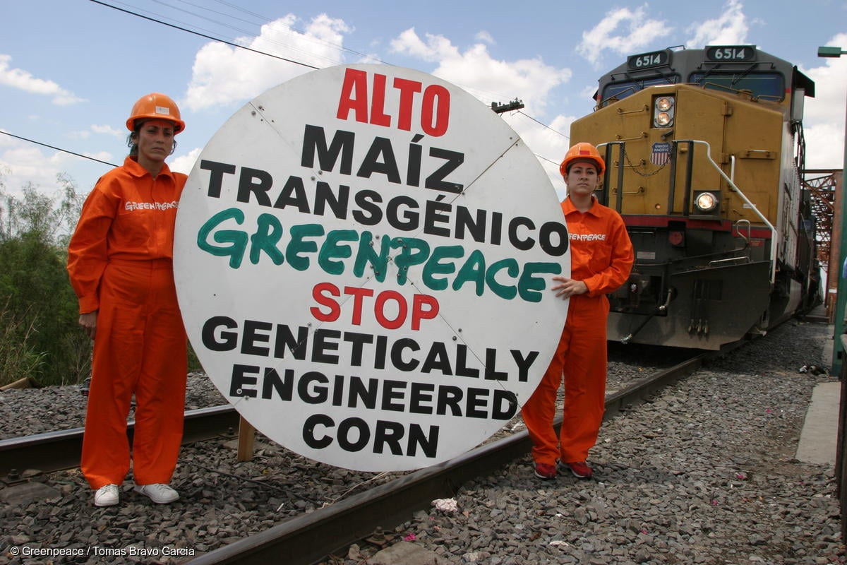 Activistas de Greenpeace en un puente ferroviario sostienen un cartel que dice "Alto al maíz transgénico"