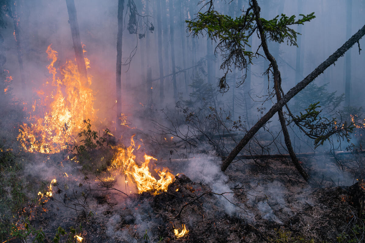 Wildfires in Quebec. © Renaud Philippe / Greenpeace