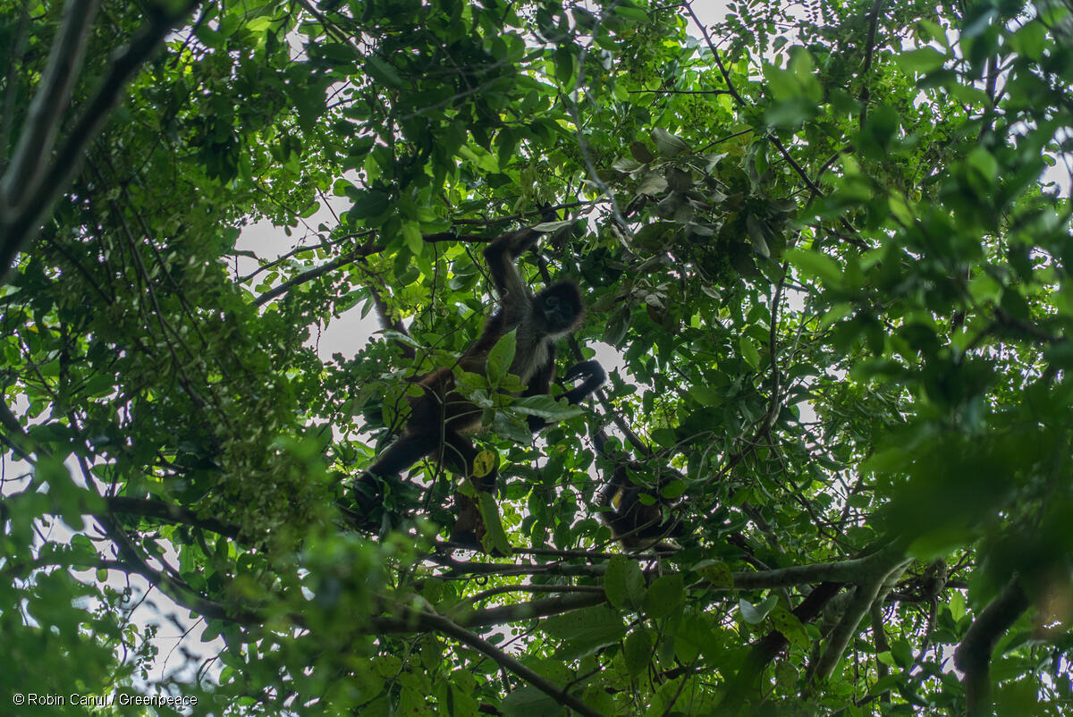 Mono araña en Calakmul