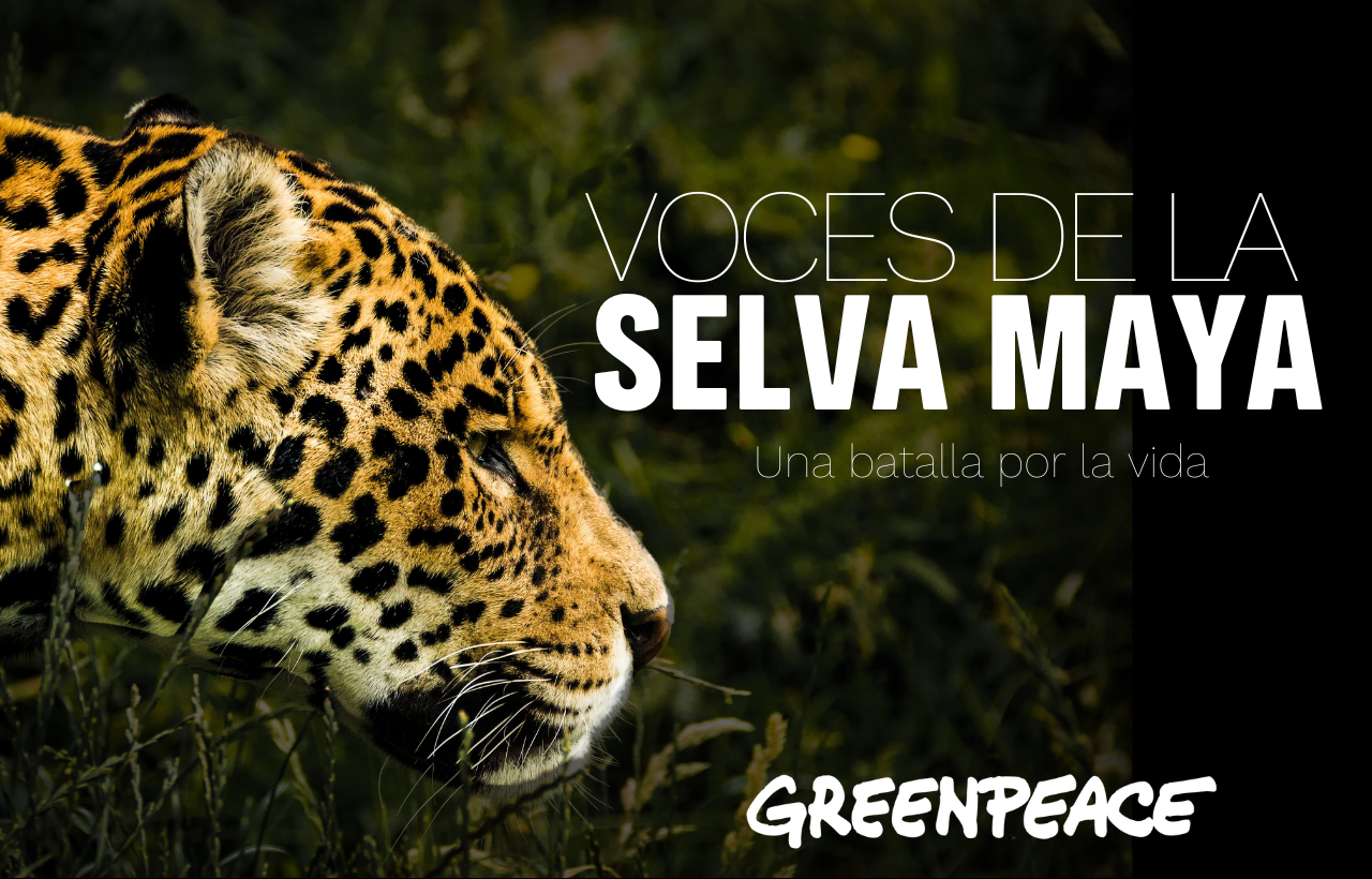 Documental Voces de la Selva Maya