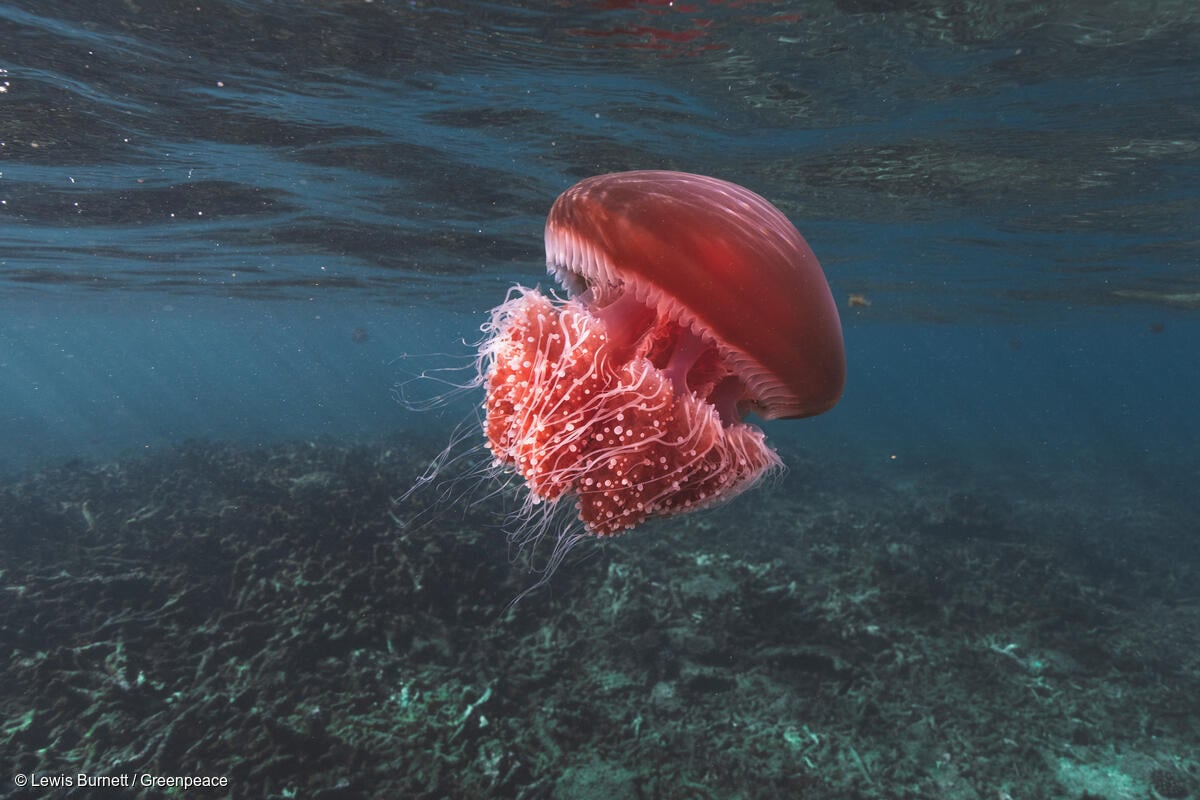 Medusa campana roja (Crambione mastigophora) flotando en las aguas del arrecife de Ningaloo.