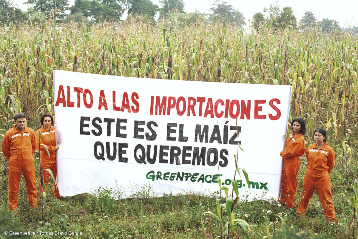 Acción contra el maíz transgénico en México. Un grupo de activistas de pie en los maizales y mostrando la pancarta de GP contra el maíz importado: "Alto a las importaciones. Este es el maíz que queremos".