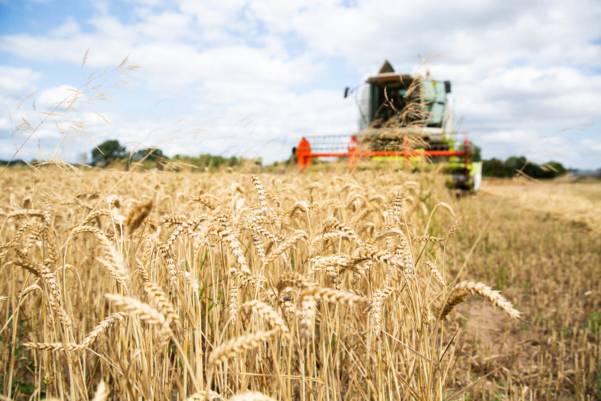Wheat Harvest in Wendland, Germany.D. © Lucas Wahl / Greenpeace Wheat Harvest in Wendland, Germany.D. © Lucas Wahl / Greenpeace
