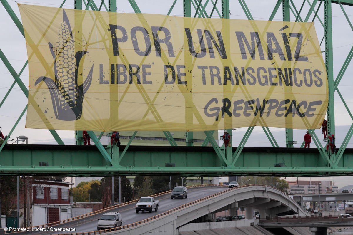Acción de Greenpeace contra el maíz transgénico en México. En una manta se lee "Por un maíz libre de transgénicos".