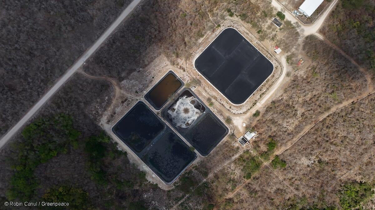 Otro logro a favor del medio ambiente: SEMARNAT rechaza otra granja porcícola