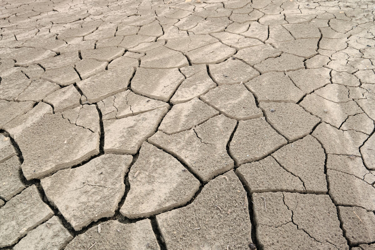 Suelo seco y agrietado por la falta de agua, evidencia visible de las sequías provocadas por el cambio climático.