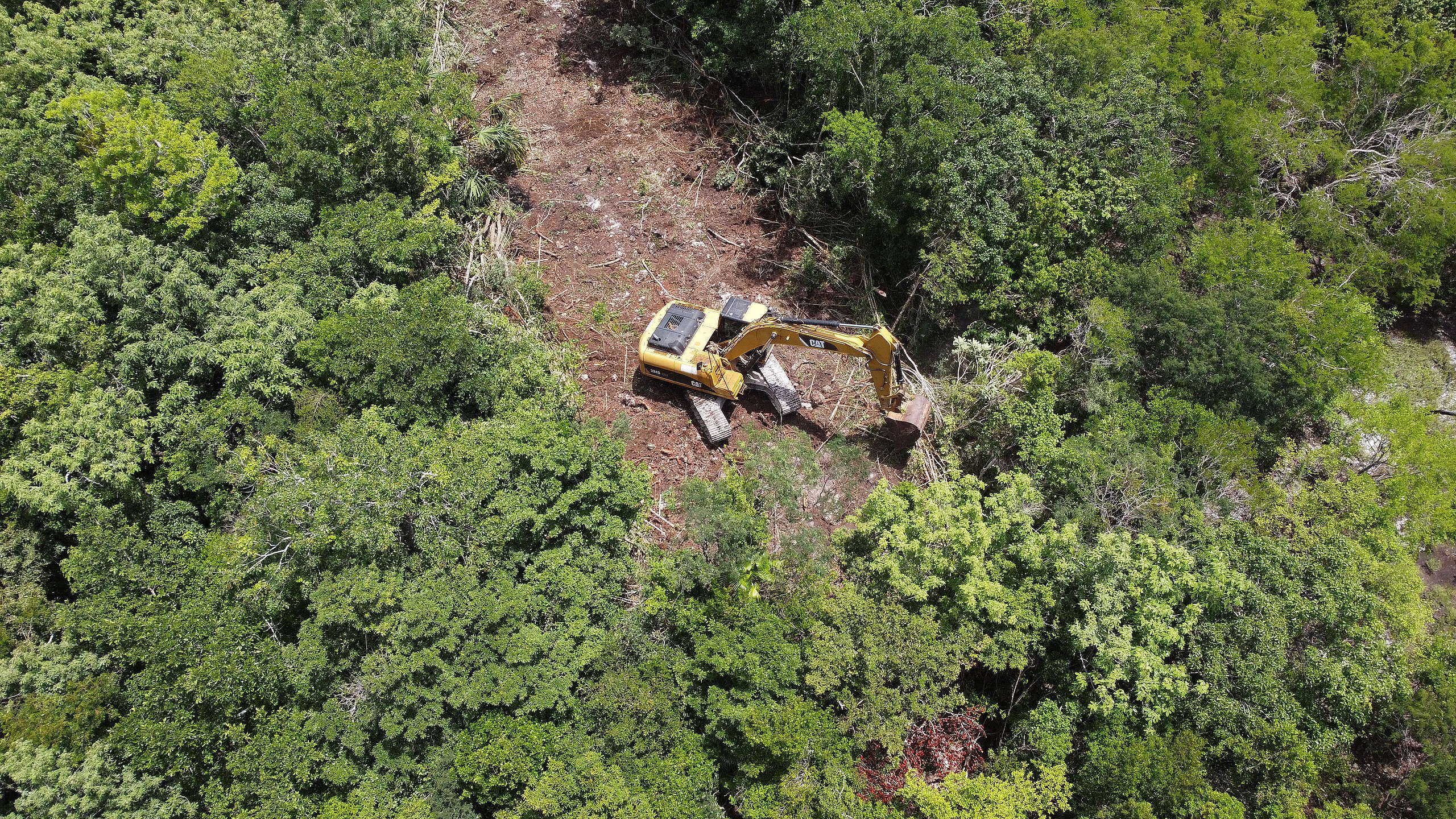 Ante aumento de deforestación en Bacalar, urge que PROFEPA y SENASICA investiguen y sancionen a los responsables