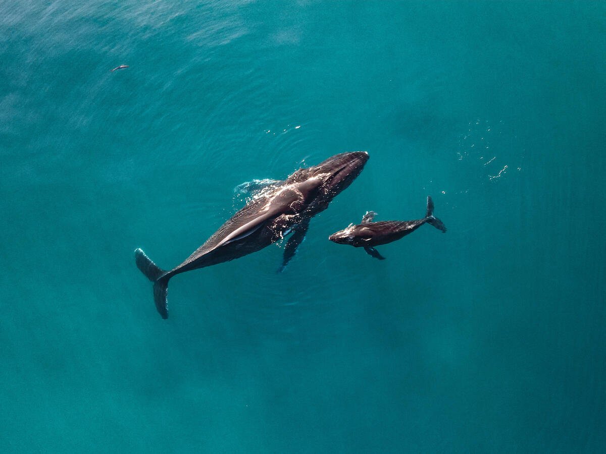 Humpback Whale Mother and Calf. © Brooke Pyke / Greenpeace Humpback Whale Mother and Calf. © Brooke Pyke / Greenpeace