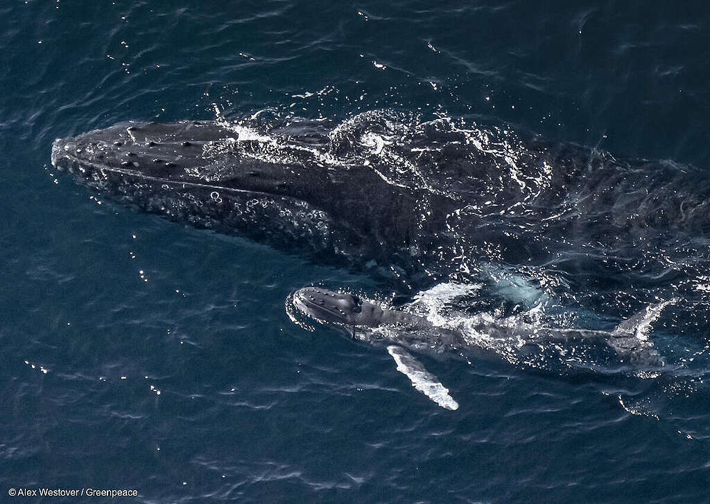 Ballenas jorobadas recién nacidas tomando sus primeras respiraciones.