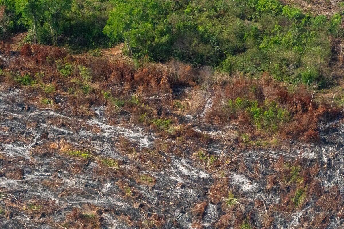 Deforestation in the Mayan Jungle. © Greenpeace / Prometeo  Lucero