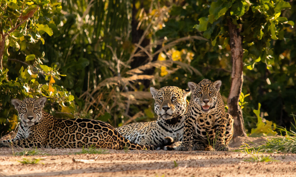 Jaguar (Pantera Onca) in Pantanal of Mato Grosso, Brazil. © Carlos Eduardo Fragoso / Greenpeace