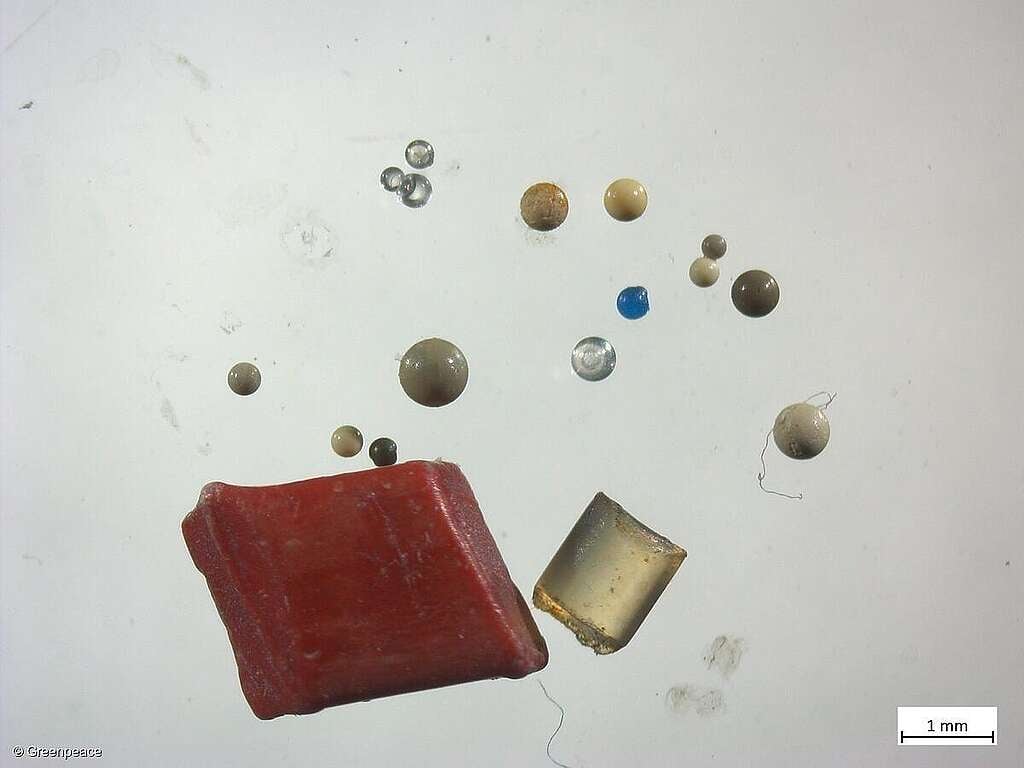 Microplásticos de diferentes formas y tamaños, como microesferas, nurdles y gránulos alargados, observados al microscopio en una muestra del río Rin Microplásticos de diferentes formas y tamaños, como microesferas, nurdles y gránulos alargados, observados al microscopio en una muestra del río Rin