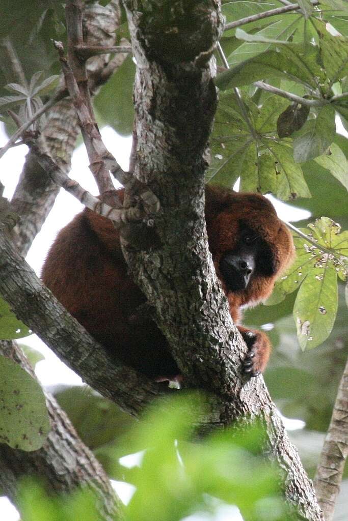 Brown Howler Monkey in Brazil. © Kenny Ross / CC BY-SA 2.0