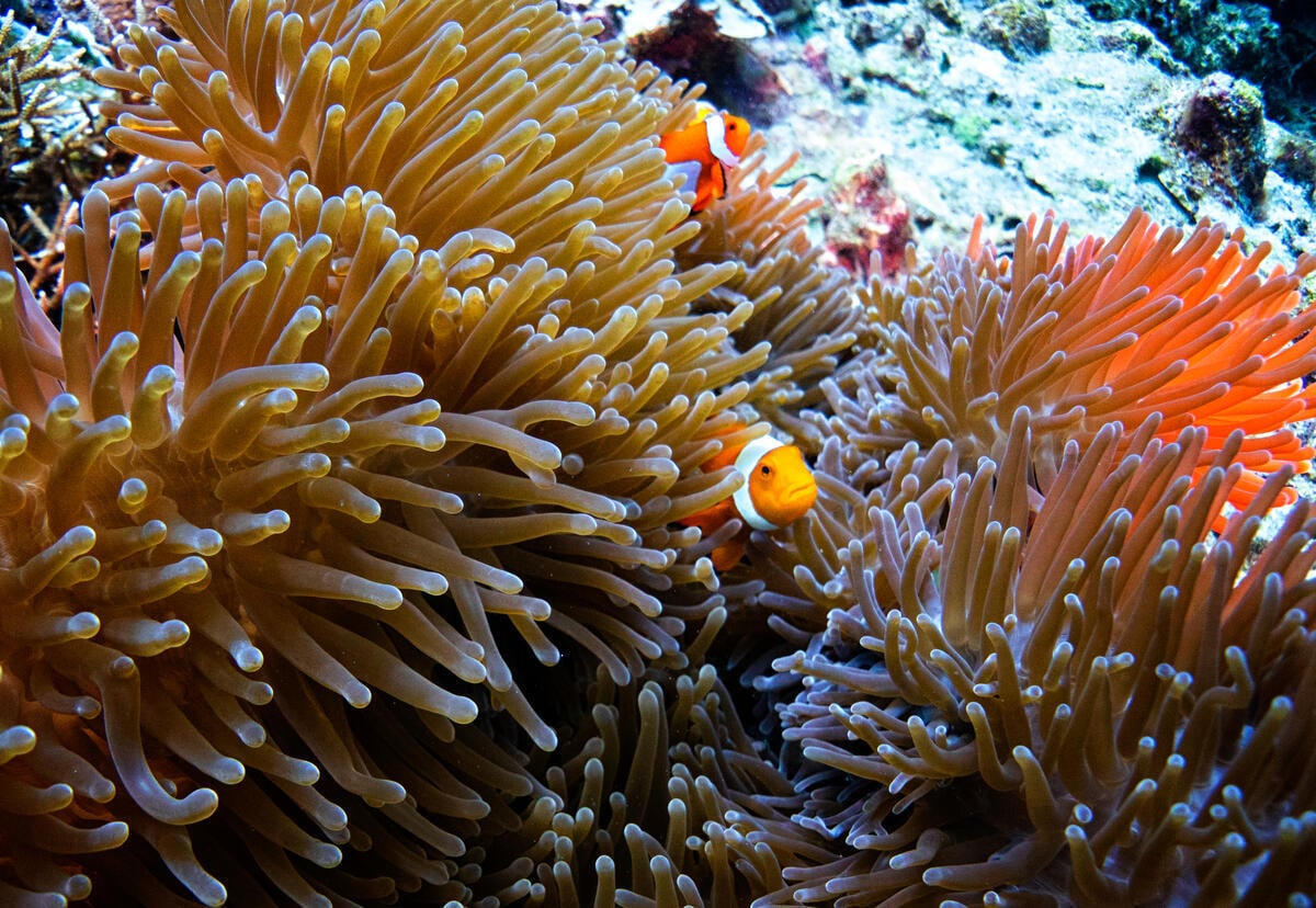 Clownfish in Batu Rufus, Piyanemo, Raja Ampat. © Sumaryanto Bronto / Greenpeace