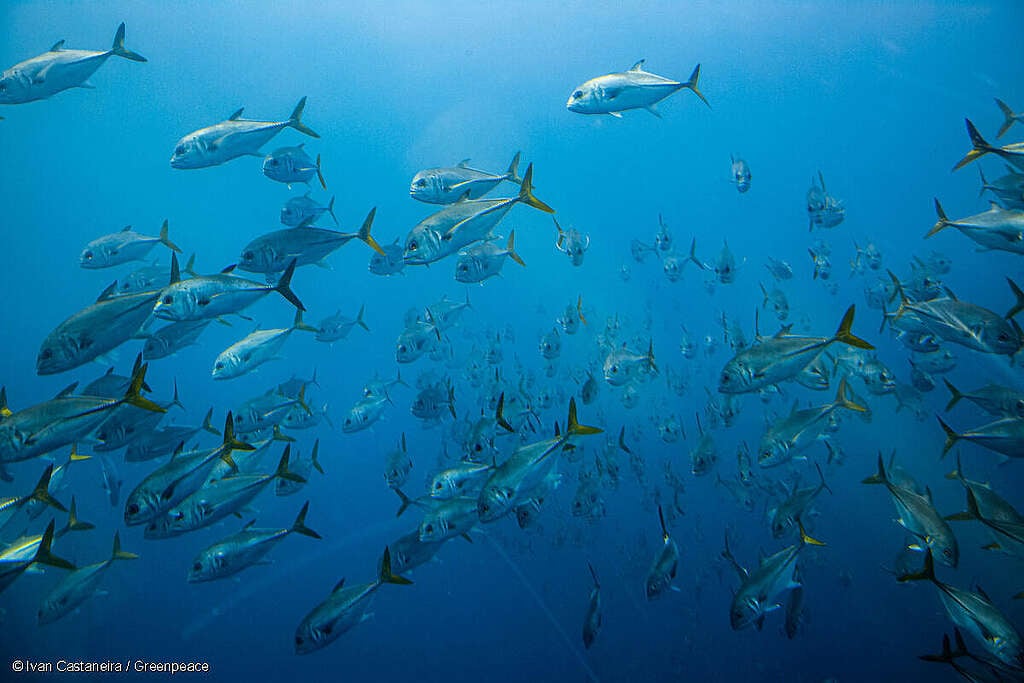 Fotografía submarina de un cardumen nadando en la región de Veracruz, México, durante la investigación de los arrecifes de coral.