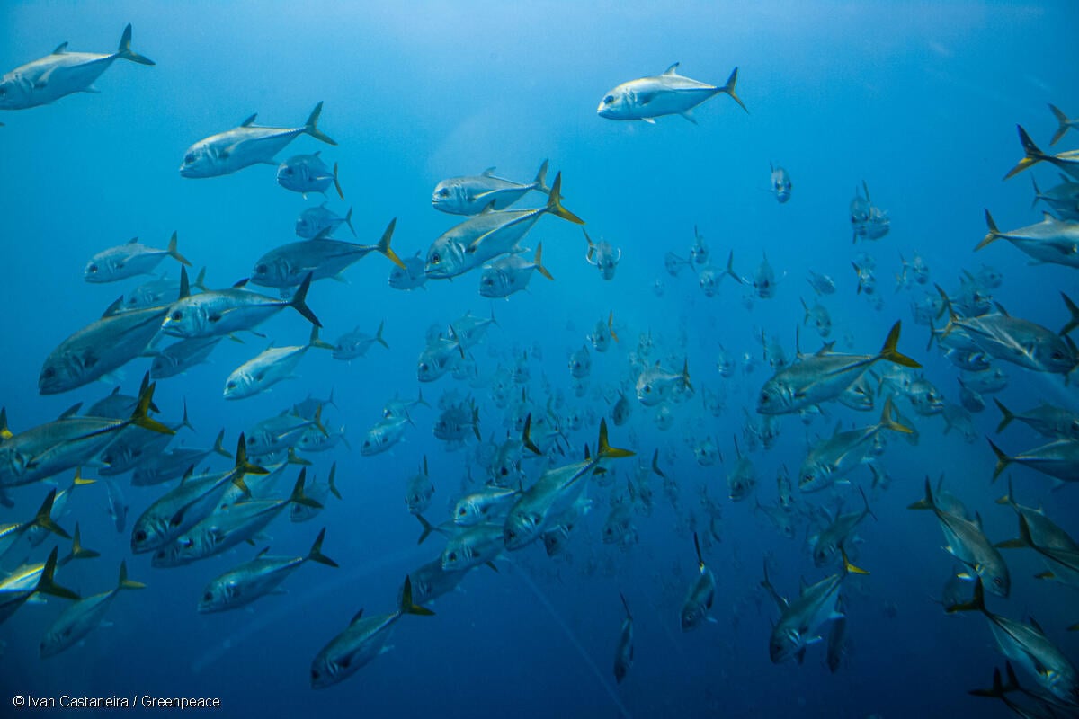 Fotografía submarina de un cardumen nadando en la región de Veracruz, México, durante la investigación de los arrecifes de coral.