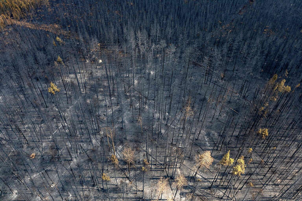 Fotografía que muestra restos y cenizas de un bosque tras un incendio forestal.