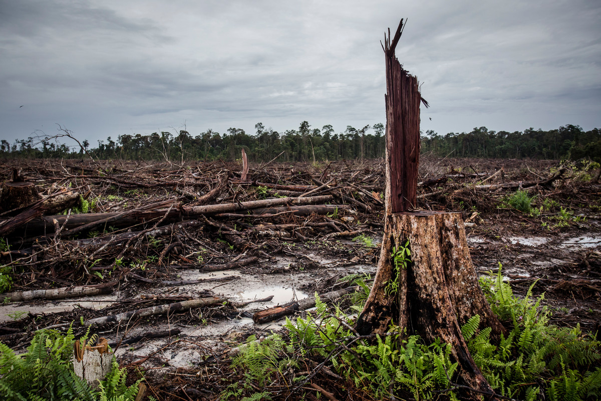 PT Damai Agro Sejahtera Concession. © Ulet Ifansasti / Greenpeace
